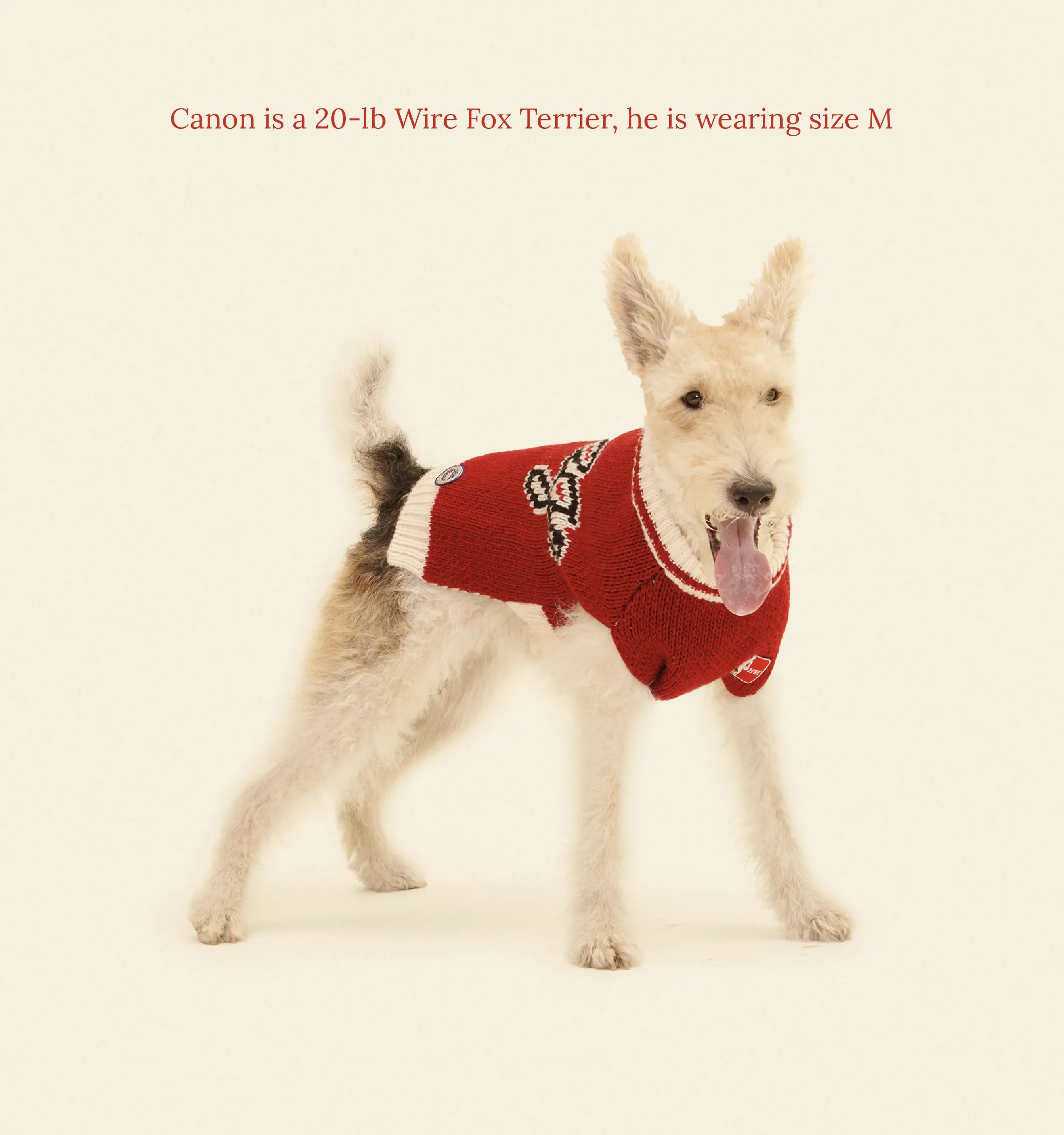 Chicago Bulls Dog Sweater - NBA