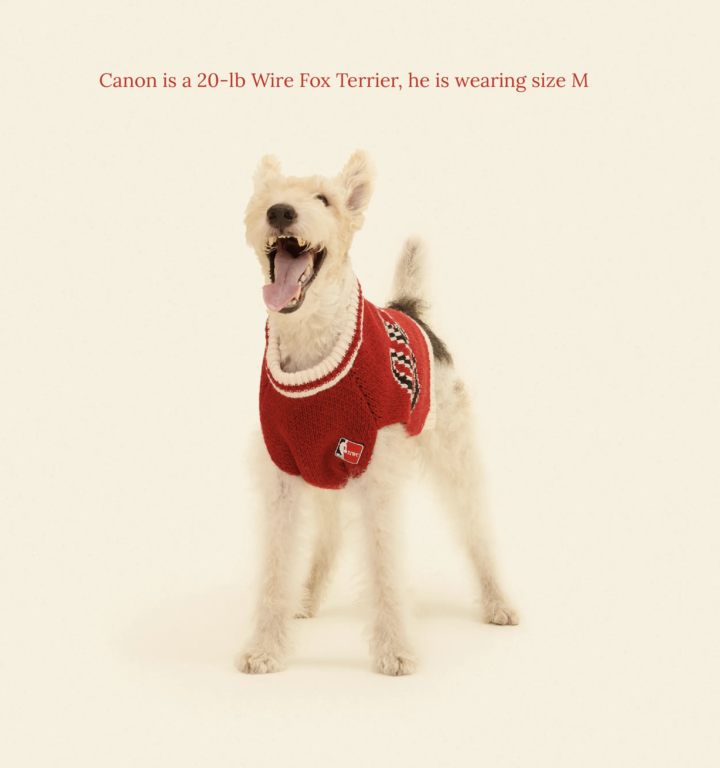 Chicago Bulls Dog Sweater - NBA